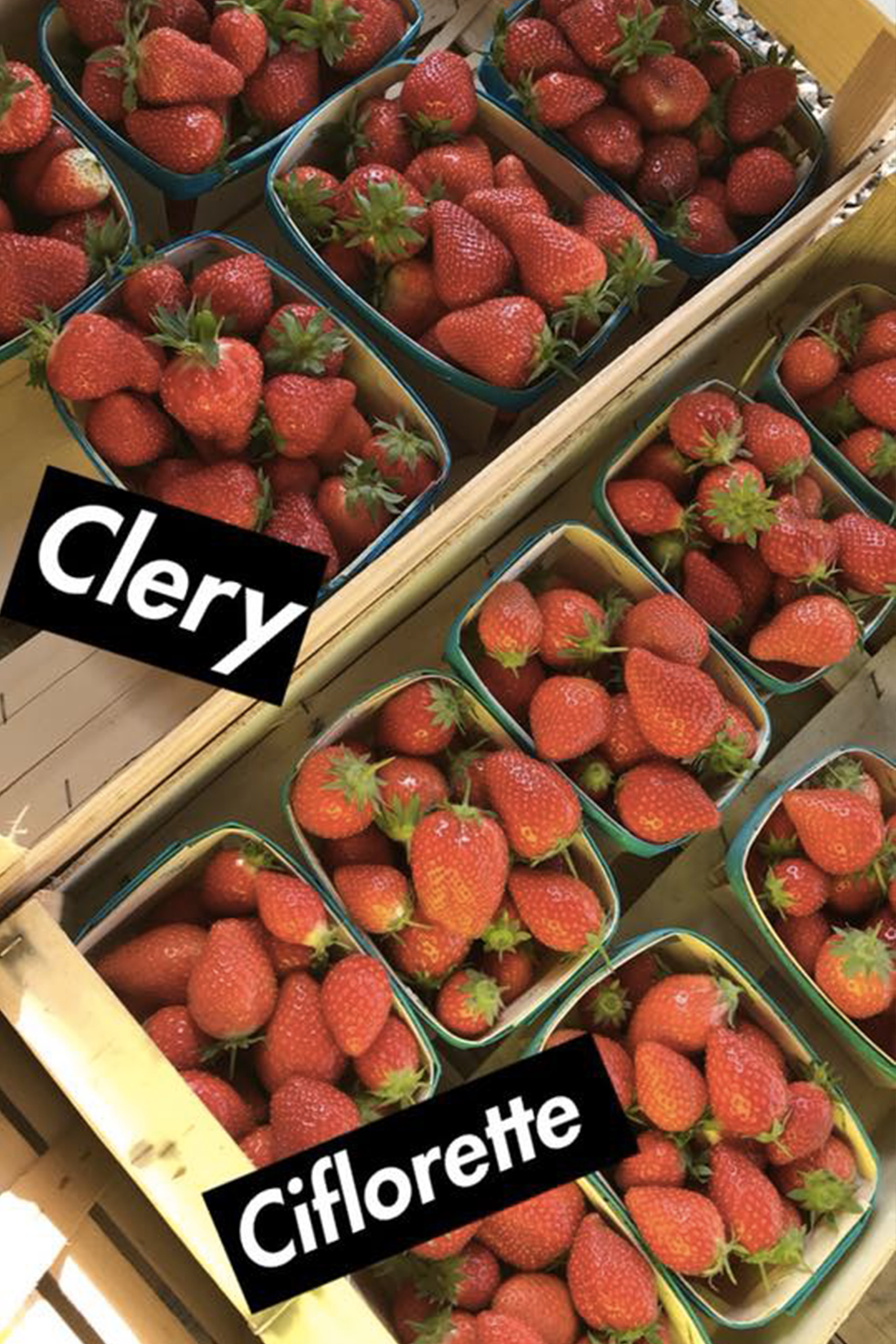 fraises-clery-ciflorette