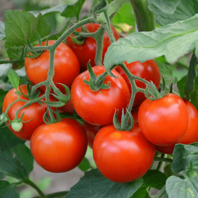 tomates-baisses